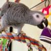Fully Weaned African Grey Parrots  for Christmas photo 5
