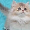British Longhair and Shorthair kittens photo 2