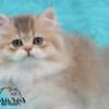 British Longhair and Shorthair kittens photo 3