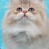 British Longhair and Shorthair kittens photo 4
