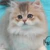 British Longhair and Shorthair kittens photo 5