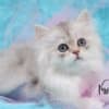 British Longhair and Shorthair kittens photo 6