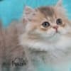 British Longhair and Shorthair kittens photo 7