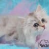 British Longhair and Shorthair kittens photo 8