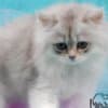 British Longhair and Shorthair kittens photo 9