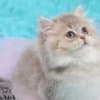 British Longhair and Shorthair kittens photo 10