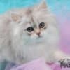 British Longhair and Shorthair kittens photo 11