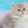 British Longhair and Shorthair kittens photo 1