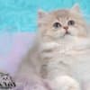 British Longhair and Shorthair kittens photo 12