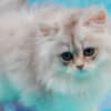 British Longhair and Shorthair kittens photo 13