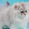 British Longhair and Shorthair kittens photo 14