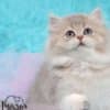 British Longhair and Shorthair kittens photo 15