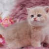 British Longhair and Shorthair kittens photo 16