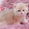 British Longhair and Shorthair kittens photo 17