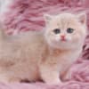 British Longhair and Shorthair kittens photo 18