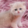 British Longhair and Shorthair kittens photo 19