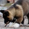 American akita photo 1