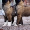 American akita photo 2