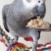 Bonded African Grey Parrots Pair photo 1