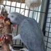 Bonded African Grey Parrots Pair photo 5