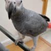 Hand Reared African Greys Available photo 3