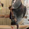 Hand Reared African Greys Available photo 2