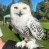 Nyla the Owl photo 2