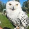 Nyla the Owl photo 3