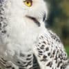 Nyla the Owl photo 4