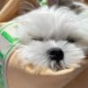 Maltese Puppies for sale photo 1