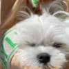 Maltese Puppies for sale photo 3