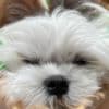 Maltese Puppies for sale photo 4