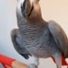 Two African Grey parrots Available Now photo 2