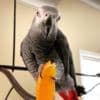 Two African Grey parrots Available Now photo 1