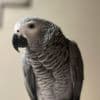 Two African Grey parrots Available Now photo 3