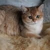 Britishgoldenkingcats photo 1