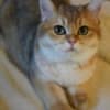 Britishgoldenkingcats photo 3