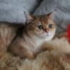 Britishgoldenkingcats photo 4