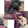 Adorable Rat Toodle Puppies! photo 1