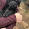 Adorable Rat Toodle Puppies! photo 2