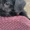 Adorable Rat Toodle Puppies! photo 3