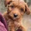 Adorable Rat Toodle Puppies! photo 4