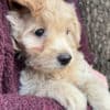 Adorable Rat Toodle Puppies! photo 5