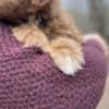 Adorable Rat Toodle Puppies! photo 6