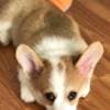 Corgi puppies photo 1