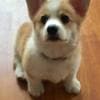 Corgi puppies photo 2