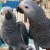 Male and Female Baby African Grey for Sale photo 1