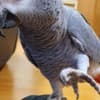 Male and Female Baby African Grey for Sale photo 2