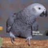 Male and Female Baby African Grey for Sale photo 3