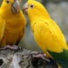 Golden Conure photo 1